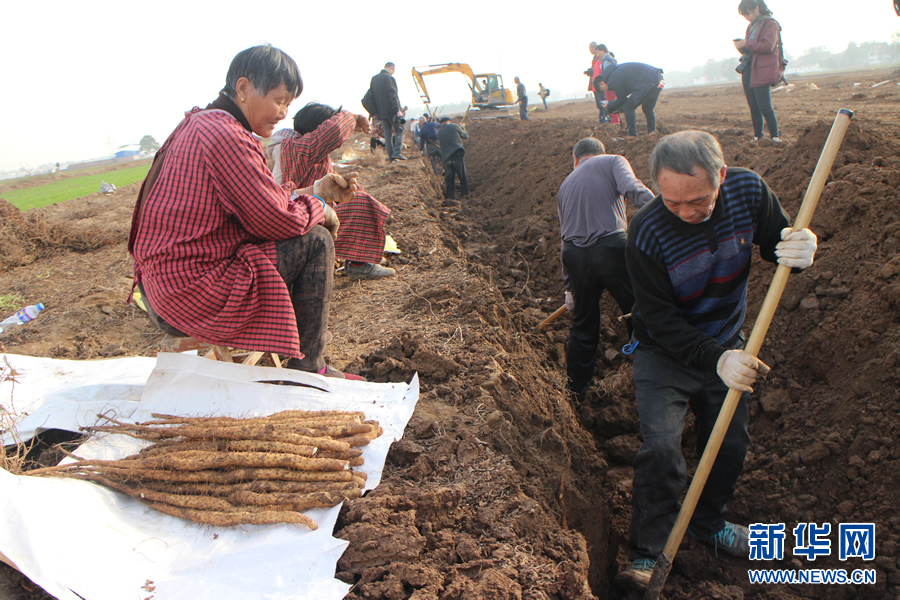 河南温县铁棍山药进入采挖旺季