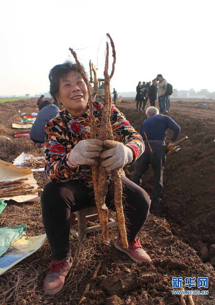 刚出土的新鲜山药