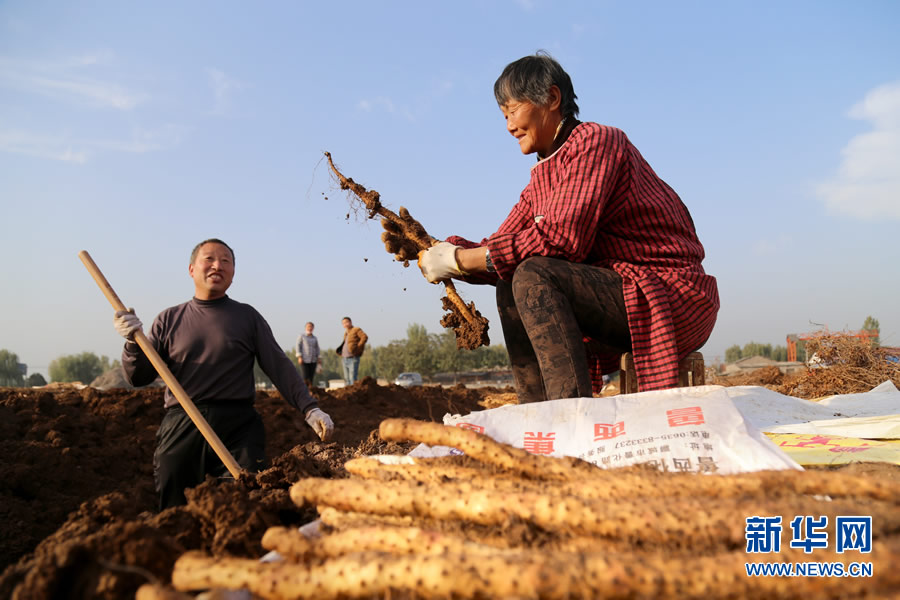 山药丰收农民乐