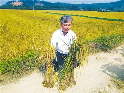广东:珠海首次开展超声波处理稻种试验 最高亩产增长近一成