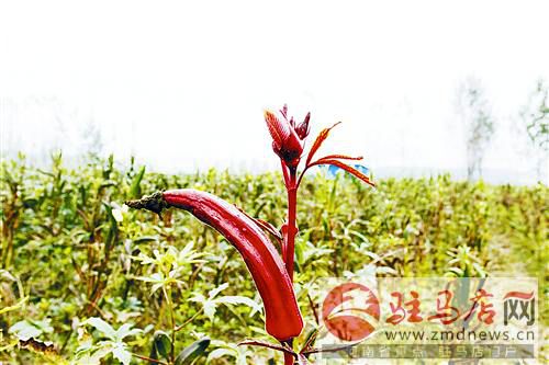 河南驻马店:百亩秋葵成熟待收