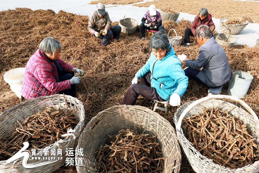 ɽÎ÷Ô«ÇúÏØ22000ĶÖÐÒ©²Äϲ»ñ·áÊÕ