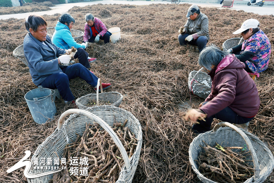 2016Äê11ÔÂ14ÈÕ£¬Ô«ÇúÏØÌ«ÐÐÌìȻҩ²Ä¿ª·¢¹«Ë¾Ô±¹¤ÕýÔÚ·Ö¼ðÒ©²Ä»ÆÜË¡£