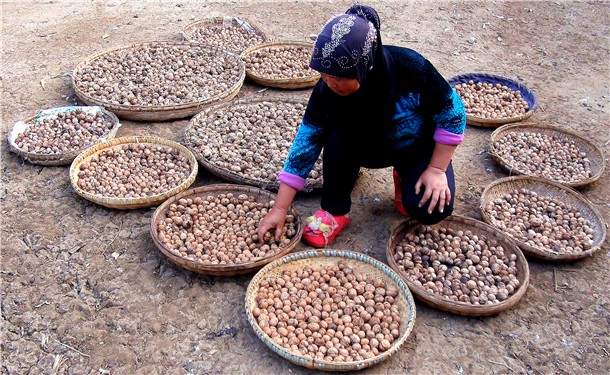 贵州威宁:48万余亩核桃产业绿山富民奔小康