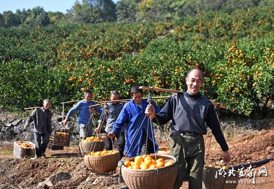 湖北宜都市:柑桔丰产助脱贫
