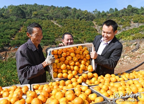 湖北宜都市:柑桔丰产助脱贫