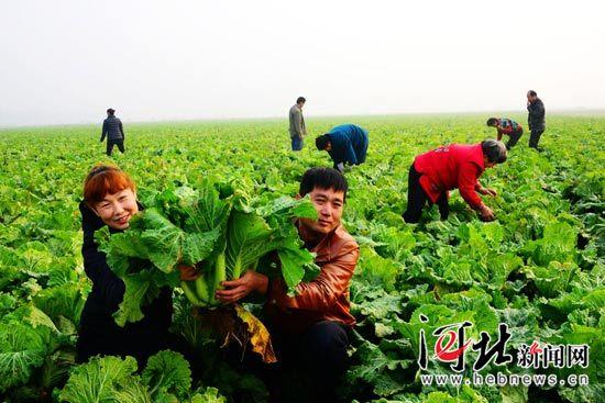 河北高碑店“富硒白菜”丰收