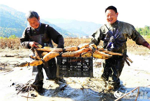 湖北保康:莲藕丰收农民乐