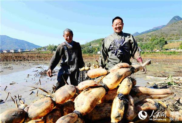 湖北保康:莲藕丰收农民乐