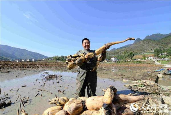 湖北保康:莲藕丰收农民乐