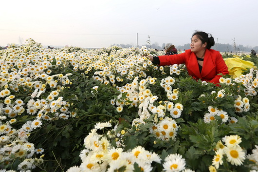 河南滑县:杭白菊丰收 农民采摘忙
