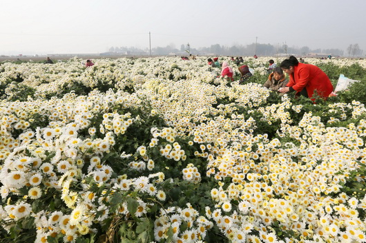 河南滑县:杭白菊丰收 农民采摘忙
