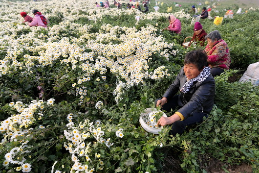 河南滑县:杭白菊丰收 农民采摘忙