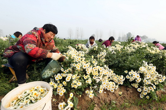 河南滑县:杭白菊丰收 农民采摘忙