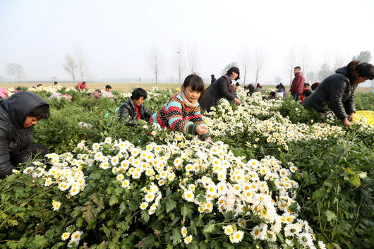 河南滑县:杭白菊丰收 农民采摘忙