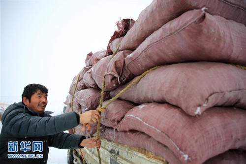 11月14日,新疆阿勒泰市国营第一牧场工作人员冒雪准备拉运饲草料。