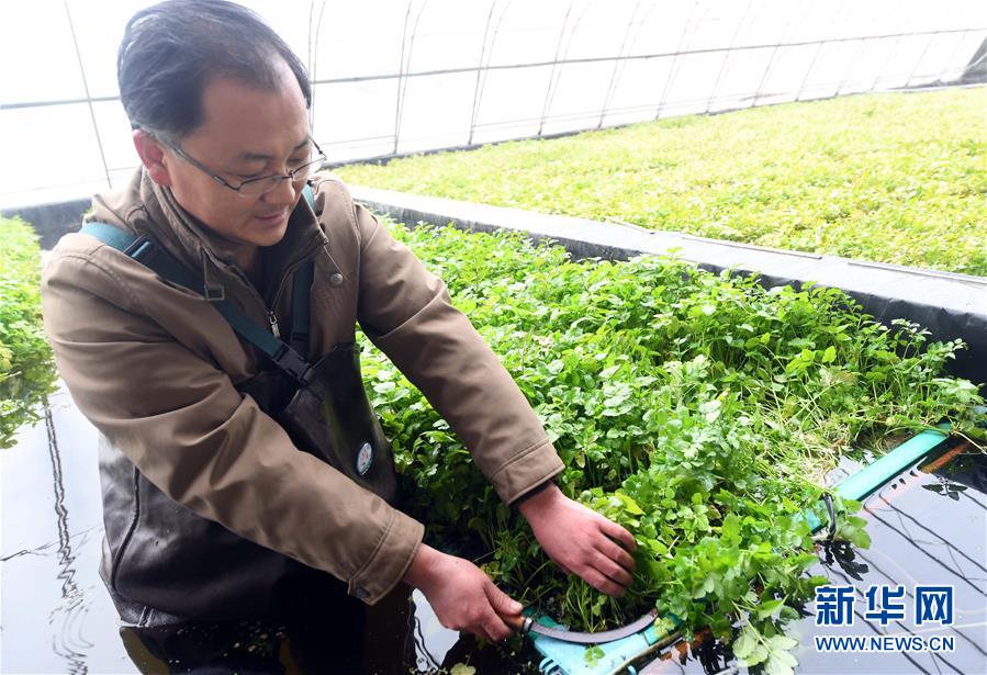 河北永清:“无土水芹”效益高
