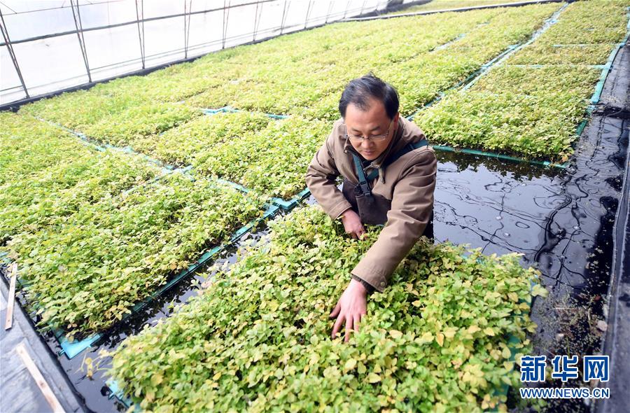 11月17日,河北省永清县韩村镇东营水体生态景观农业科技园员工在打理“无土水芹”。