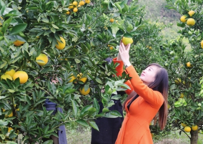 四川邻水脐橙喜获丰收
