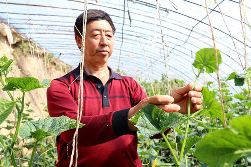 陕西延长:塬地大棚西瓜甜