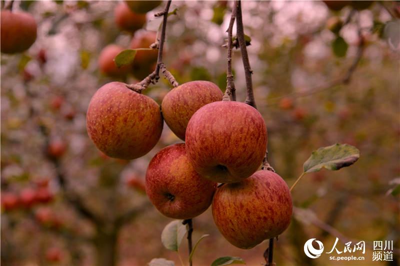 糖心美味 四川汉源进入阳光苹果季