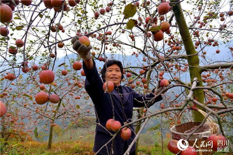 四川汉源县的果农们在采摘阳光苹果