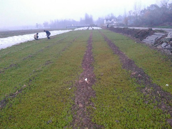 սй˼תɴ弶徭÷չ