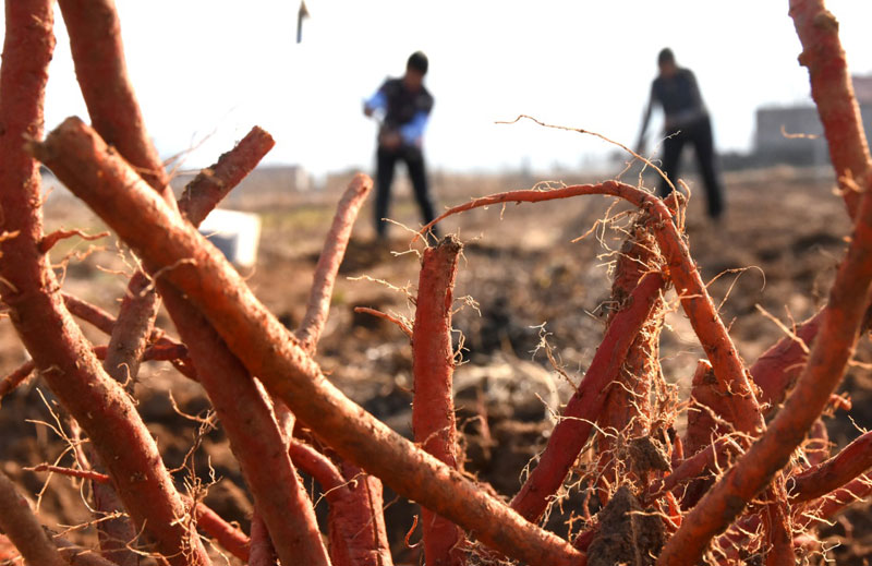 1128գɽʡԴʯׯһҵκԱջ񵤲Ρ