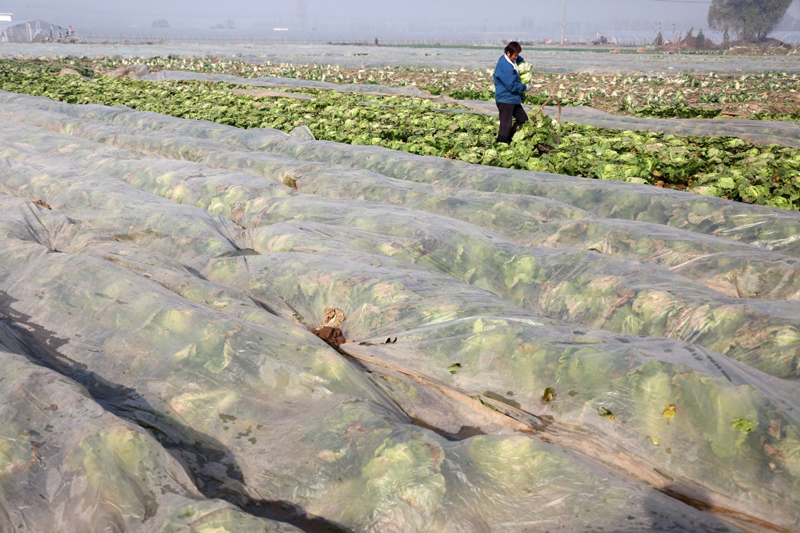 1127գׯỳŴũջֲĴײˡ