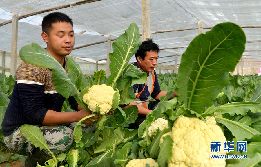 127գʡزм˾ҵ߲˴ũջ߲ˡ