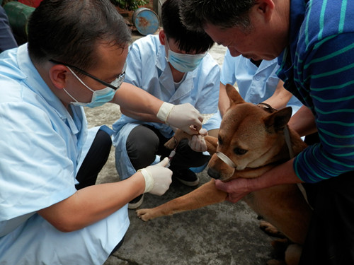 广东东莞厚街秋季大防动物疫病监测抽样工作顺利完成