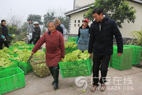 ͼΪ㰲򸣳Ǵϲ̵ذ㰲лũũרҵת˸ջˣ׼ۡ