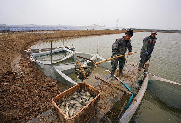 12月20日,在阜宁新能光伏电力有限公司30兆瓦渔光互补光伏发电项目现场,渔民准备将收获的鱼运出销售。