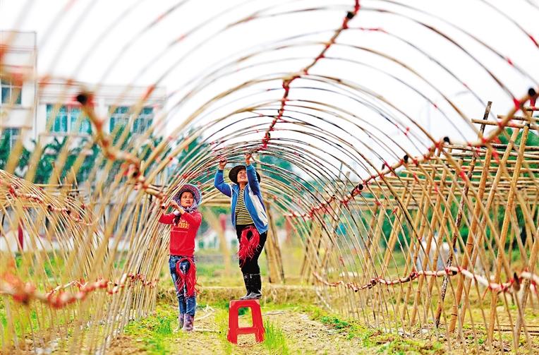 海南屯昌合作社搭起“致富棚”