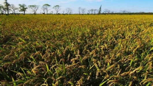 2020ϺũƷųϽӵɫʳƷ֤