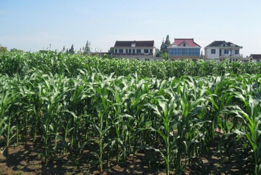 2020ϺũƷųϽӵɫʳƷ֤