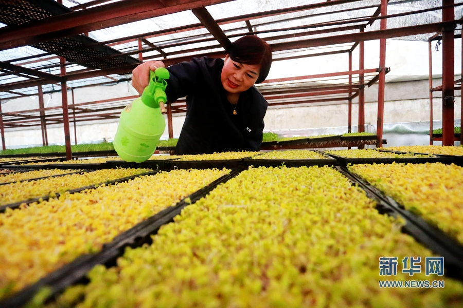 1225գ÷չʾ޹㶹ѿˡ