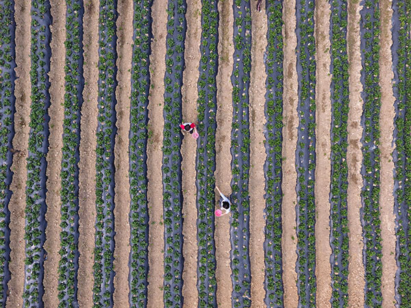 12գɳƽ̬ũҵʾժݮ