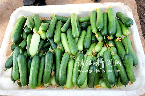 㶫տݰ뵺ִũҵʾ԰