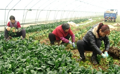 ɽϲؿڸֲ߲רҵũС