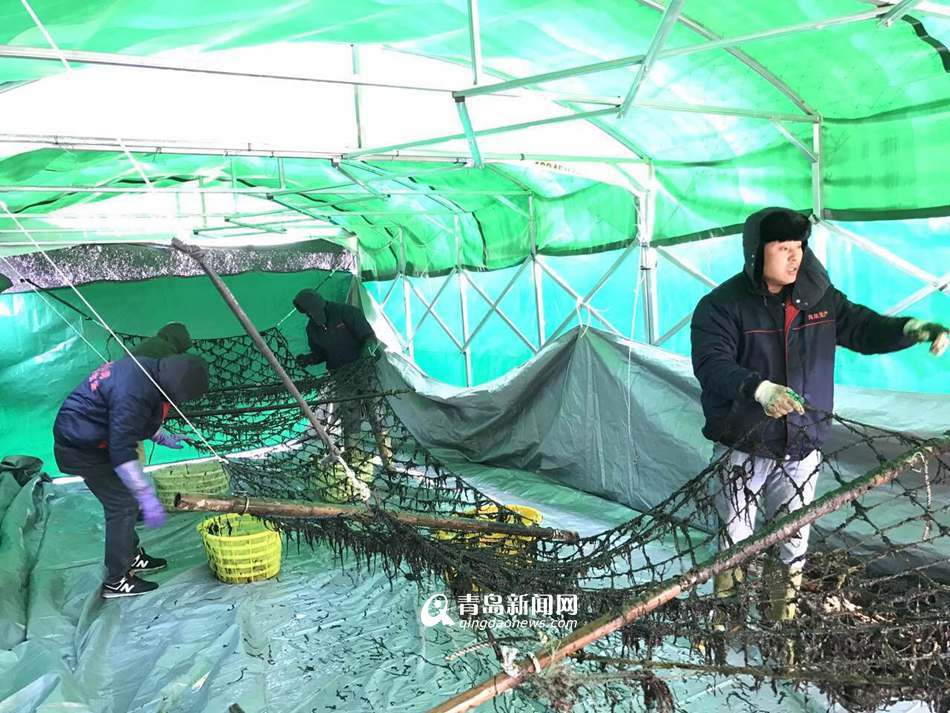 ɽൺɽϲ˷ ÿĶ1200