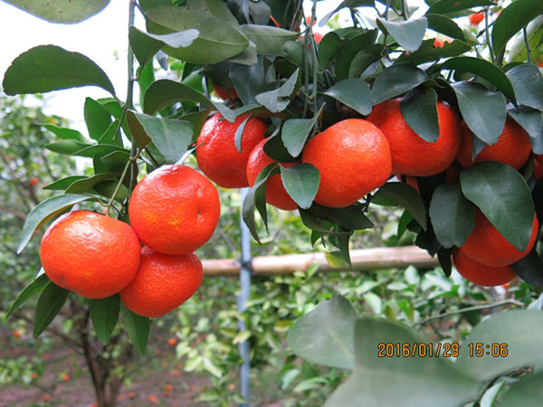 2016128鴨سɰǽ۳ʱɫ