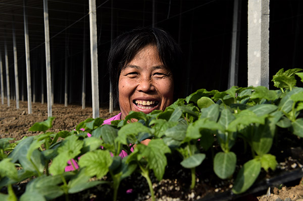 114գٹзƶ߲˲ҵ԰һũչʾ׼ֲ˿硣