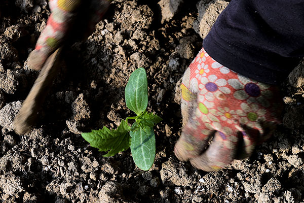 114գٹзƶ߲˲ҵ԰ũڶֲ˿硣