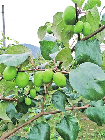 㶫ϣũҵṹΪȺ¸·