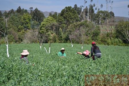 ɽ12000Ķ㶹ũ4800Ԫ