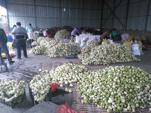 四川长宁县铜锣乡灾后重建大头菜喜获丰收