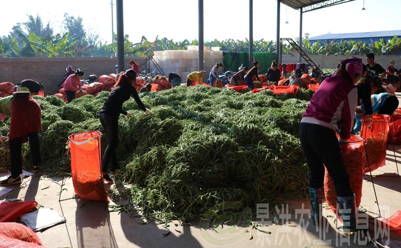 云南景洪市冬季农业开辟农民致富新路子