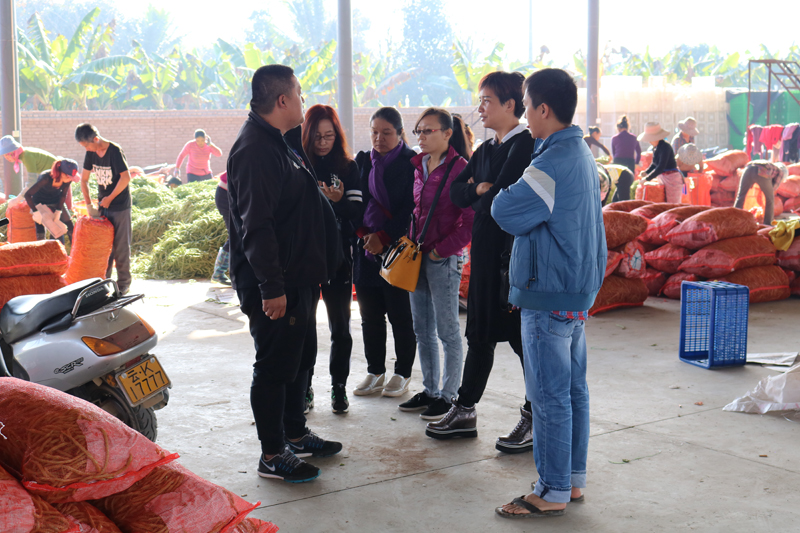 云南景洪市冬季农业开辟农民致富新路子