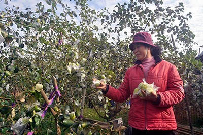 受去年台风影响 广东潮州湘桥区磷溪青枣减产但不减价